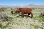 PICTURES/Borrego Springs Sculptures - Tortoise, Pigs & Tapir/t_P1000363.JPG